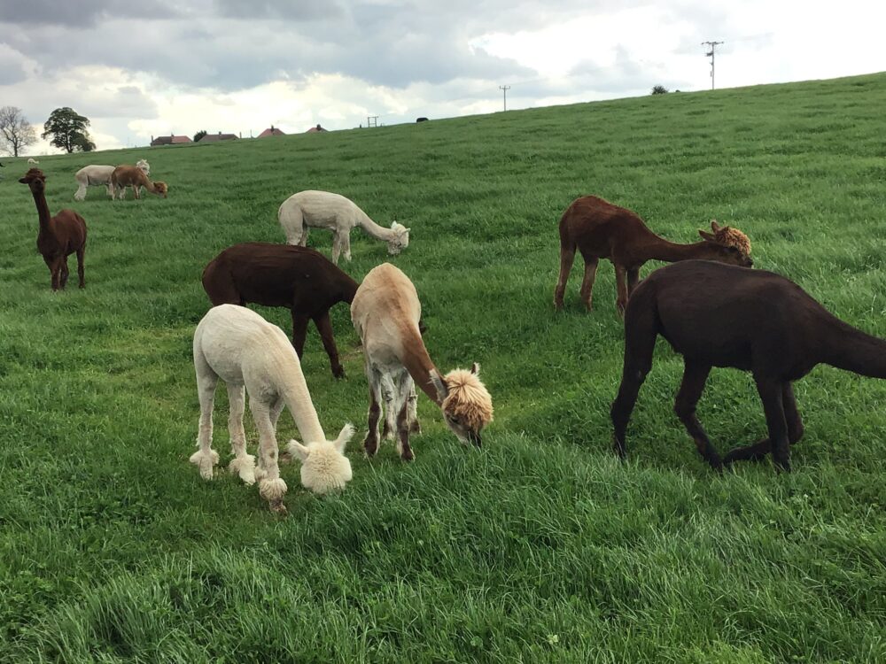 Alpaca Farm - Michael Livsey - Flickr