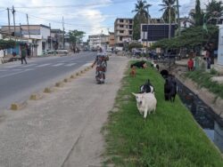 Goats being transported through one of Dar es Salaam's upscale neighborhoods.