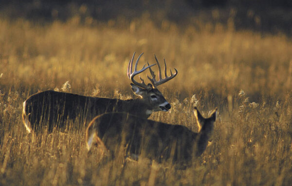 Deer Hunting - Kansas Tourism - Flickr